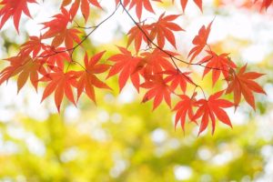 万葉のさと 梶ヶ谷 季節のイベント